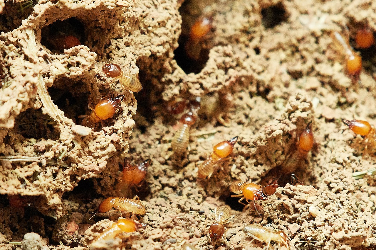 reconnaitre les excréments de termites